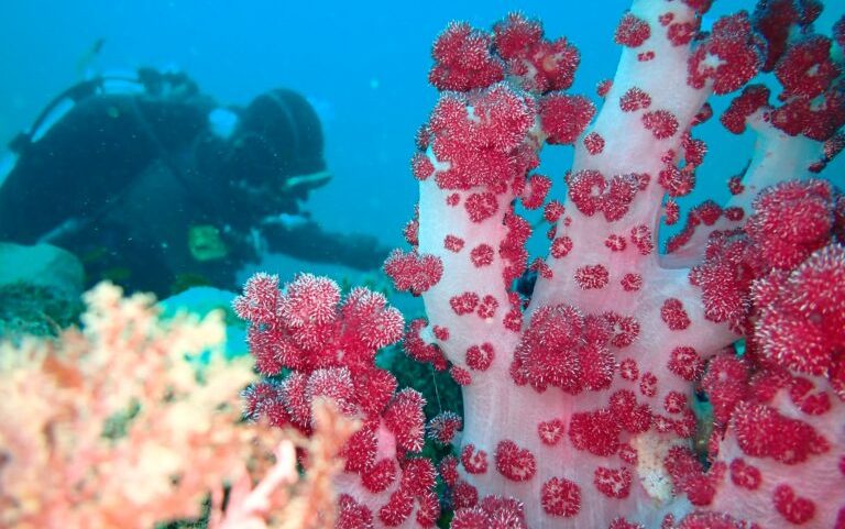 Giant soft coral in South Korea