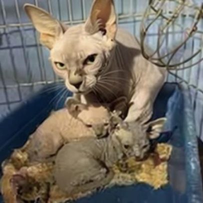 Polícia resgata 141 animais em gatil clandestino na zona Leste de SP