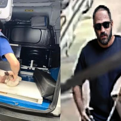 Bulldog francês baleado em BH; tutor tenta impedir novos disparos