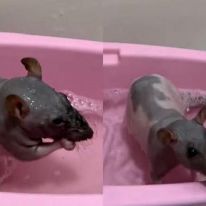Rato de estimação viraliza na web ao tomar banho e receber carinho