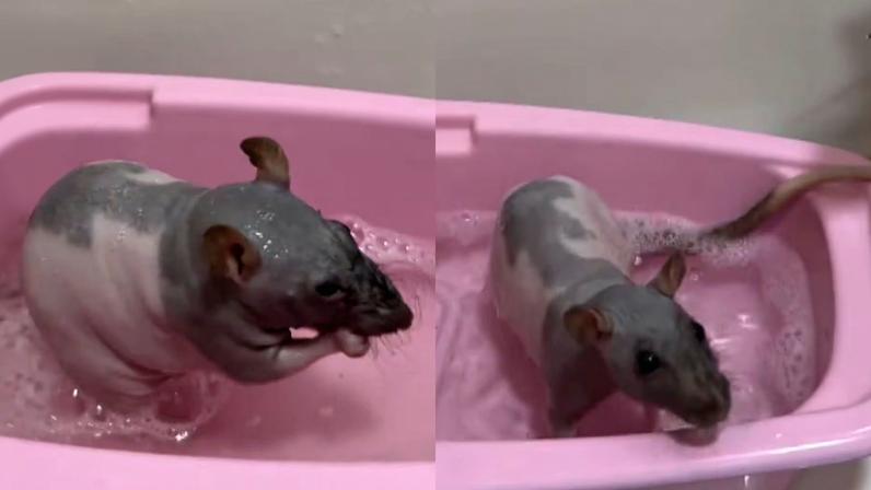 Internautas brincaram que o rato tem mais autocuidado do que eles