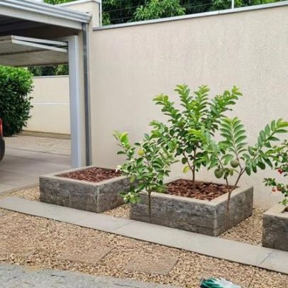 Plantio de árvores frutíferas exige cuidado com raízes para preservar estruturas