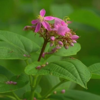Tecnologia promete frear extinção de plantas e proteger a biodiversidade