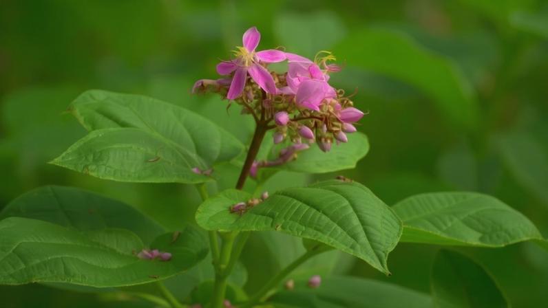 Planta florida, com folhas verdes largas e bem marcadas e flores pequenas de cor rosa‑púrpura agrupadas em cachos.