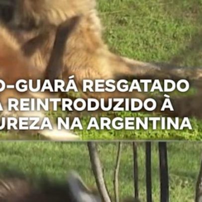 Lobo-Guará resgatado será reintroduzido à natureza