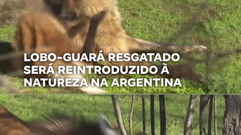 Reprodução canal do Youtube Record News