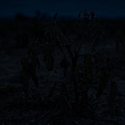 Cientistas revelam que plantas emitem sons quando estão com sede