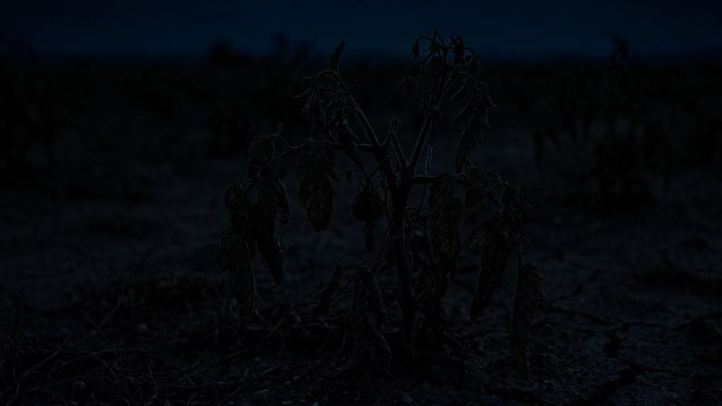 Cientistas revelam que plantas emitem sons quando estão com sede