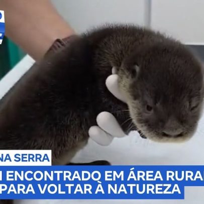 Filhote de lontra órfão é resgatado na Serra Gaúcha e se recupera