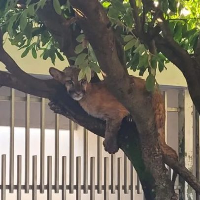 Filhote de onça-parda é encontrado descansando em árvore no interior de SP