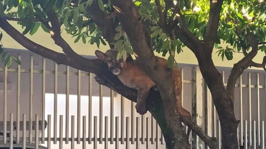 Filhote de onça-parda apareceu em uma árvore em Birigui