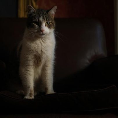 Larry, o gato oficial do premiê britânico, já viu seis líderes no poder