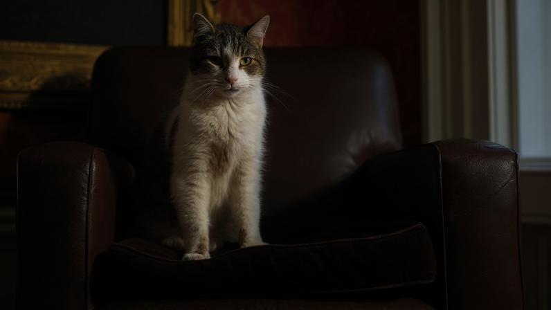 Gato Larry tem cerca de 19 anos