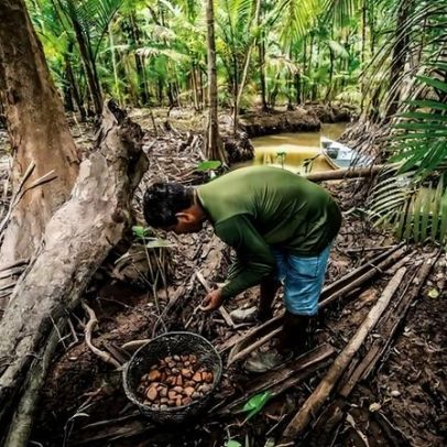 Mercado Livre e MIDR levam produtores da bioeconomia ao e-commerce