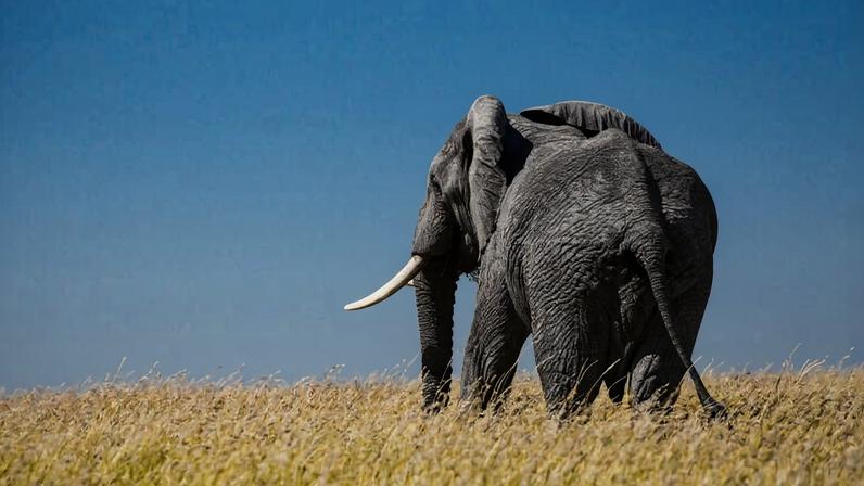 Elephant, Serengeti, Tanzania. Image by sama093 via Flickr (CC BY-NC-ND 2.0)