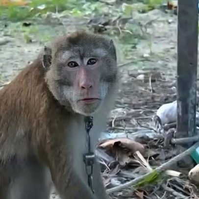 Menino de 7 anos morre após ataque de macaco criado pela família na Tailândia