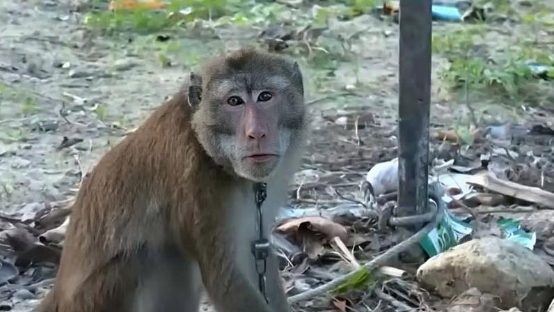 Macaco Choke foi solto na mata, mas recapturado nas montanhas da região