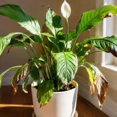 Posicionamento ideal do lírio da paz em casa garante beleza e vitalidade