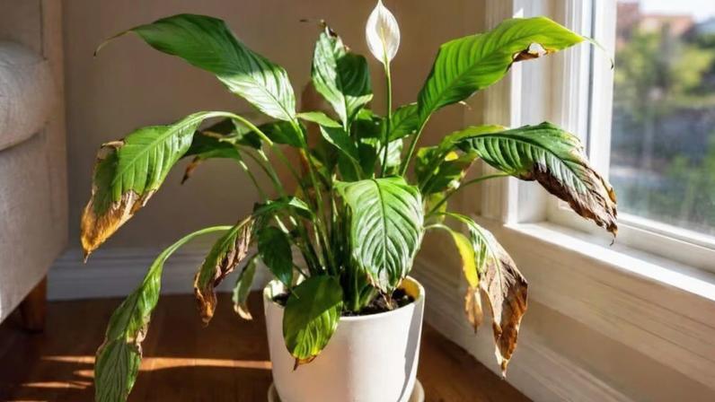 Posicionamento ideal do lírio da paz em casa garante beleza e vitalidade