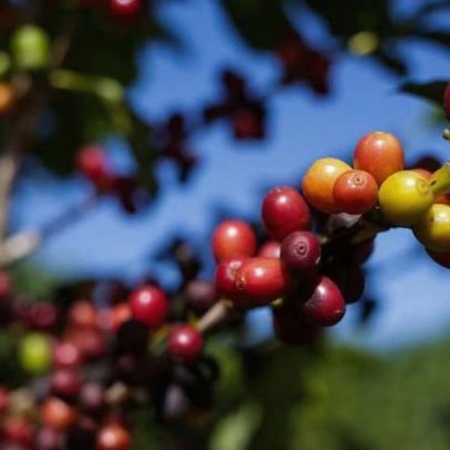 Tarifa dos EUA: café busca negociação; frutas aguardam desdobramentos