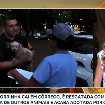 Cachorrinha é resgatada de córrego na zona oeste de Ribeirão Preto