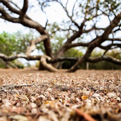 Paraíba ultrapassa 150 cidades em situação de emergência