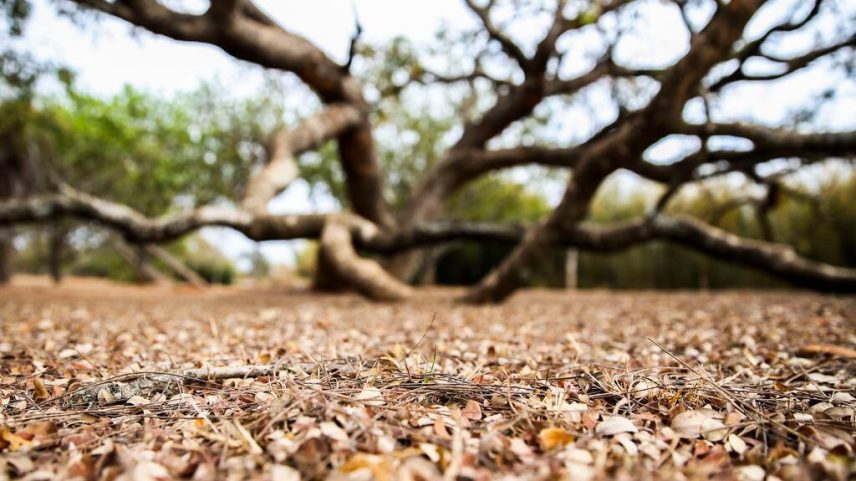 Há mais de 100 dias sem chuva, Brasília tem paisagens alteradas pela estiagem
