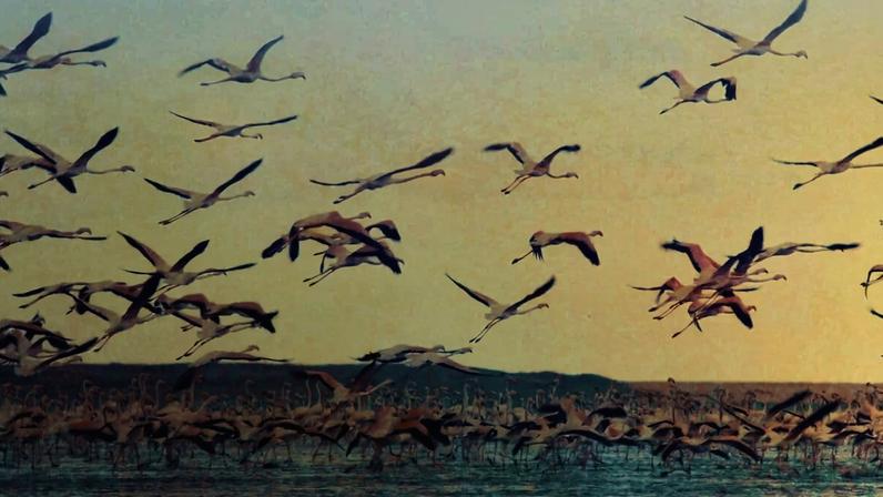 Linhas elétricas ameaçam flamingos migratórios icônicos do Sri Lanka