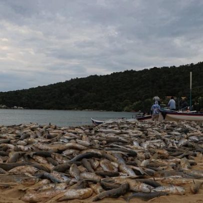 Santa Catarina reage contra a proibição do arrasto da tainha
