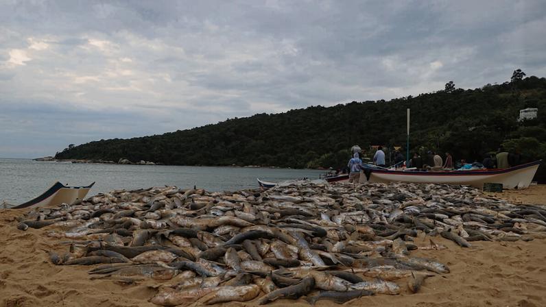 Da praia ao Senado: setores de Santa Catarina se mobilizam contra proibição federal do arrasto da tainha. (Foto: Acervo pessoal/Vitor Hugo Serpa)