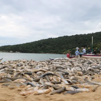 Prefeituras, pescadores e Senado reagem à proibição do arrasto da tainha em SC