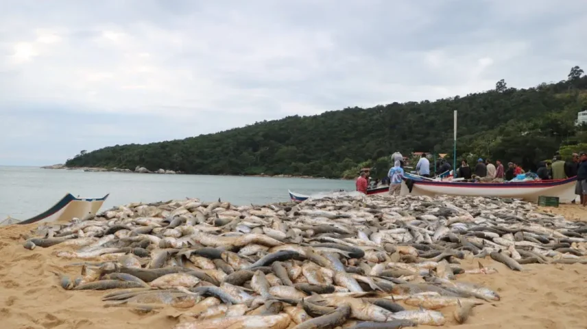 Da praia ao Senado: setores de Santa Catarina se mobilizam contra proibição federal do arrasto da tainha. (Foto: Acervo pessoal/Vitor Hugo Serpa)