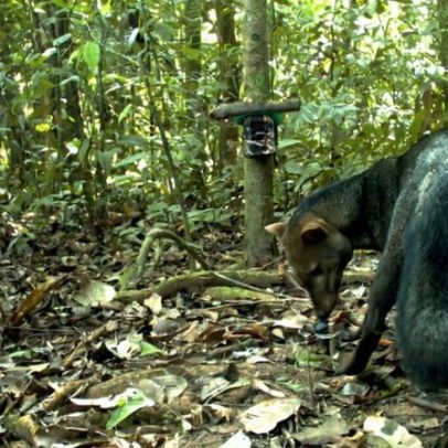 O cão-espírito da Amazônia revela o valor de florestas intactas