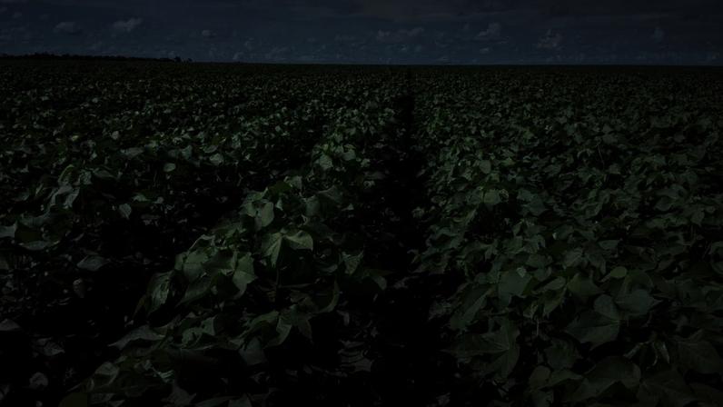 Vasto campo de plantas de algodão jovens, com folhas verdes e largas, dispostas em fileiras que se estendem até o horizonte sob um céu azul com nuvens esparsas