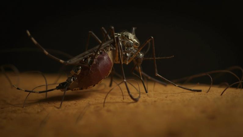 Doença é transmitida por mosquitos infectados, com sintomas que podem se tornar graves