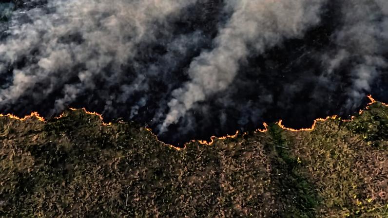 Alertas de desmatamento na Amazônia caem para menor nível em 12 meses desde 2014