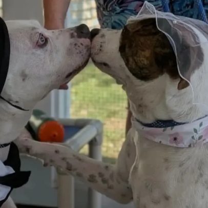 Cães se casam em abrigo nos EUA com vestidos de noiva
