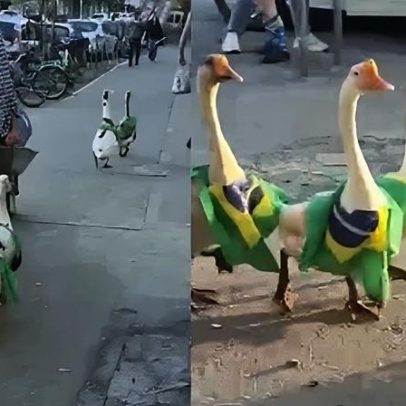 Gansos desfilam com bandeiras do Brasil e viralizam na internet