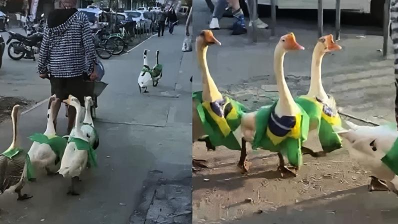 Grupo de gansos foi flagrado circulando por ruas de Paciência, na Zona Oeste do Rio, com pequenas bandeiras do Brasil presas ao corpo. Vídeo viralizou nas redes sociais.