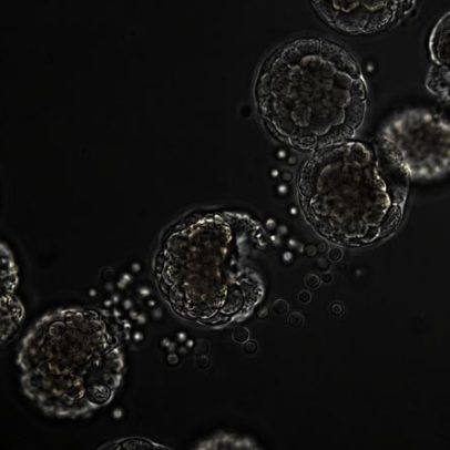 Microrrobô biológico <1 mm usa células de rã para movimento e cura autônoma