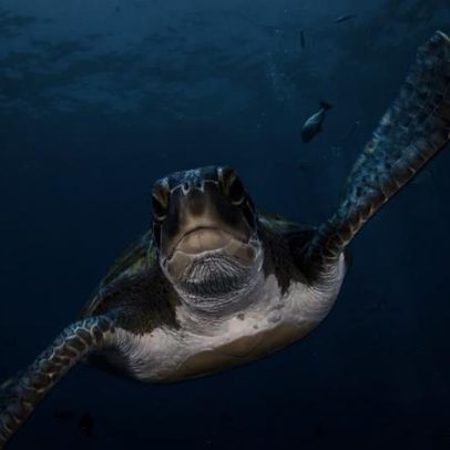 China alerta sobre tartarugas espiãs na costa