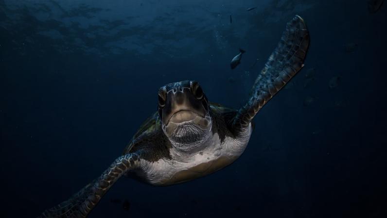 Tartaruga-cabeçuda (Caretta caretta), uma das espécies mais comuns no litoral da China. Pequim alega que agências de inteligência têm utilizado animais marinhos para espionagem