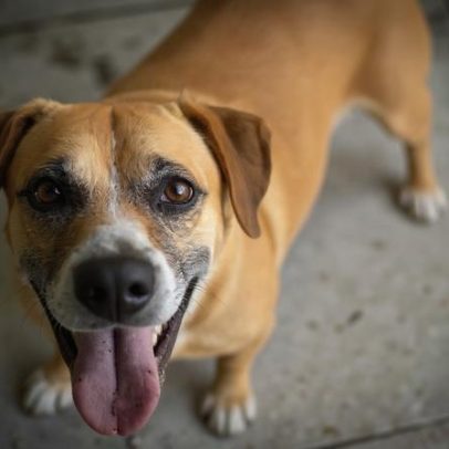 Cinco cuidados essenciais para levar seu cachorro em trilha