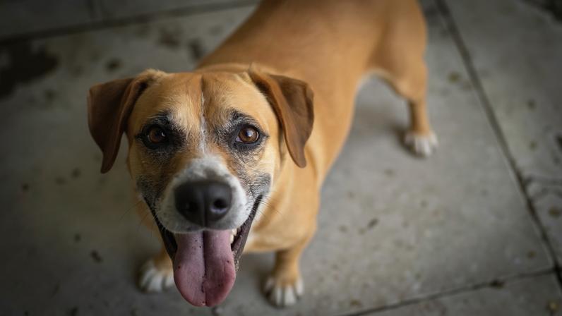 Cachorro caramelo olha para a câmera em foto colorida - Metrópoles