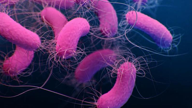 Pseudomonas aeruginosa: bactéria é perigosa sobretudo a pessoas com a saúde comprometida (Foto: Science Photo Library/Getty Images)