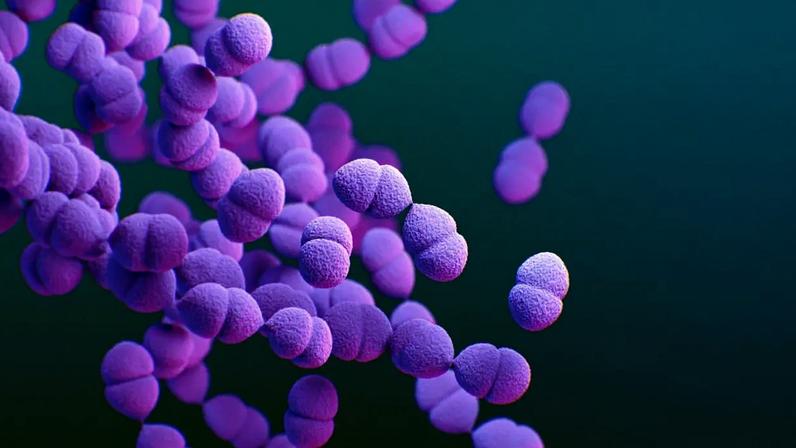 A bactéria Streptococcus pneumoniae, principal causadora da pneumonia bacteriana