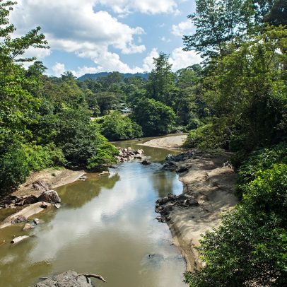 Descoberto nas florestas tropicais de Borneo o "parasito de parasitas"