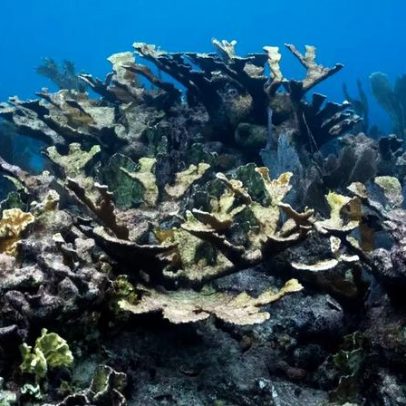 Cientistas mapeiam áreas de corais mais resistentes à crise climática