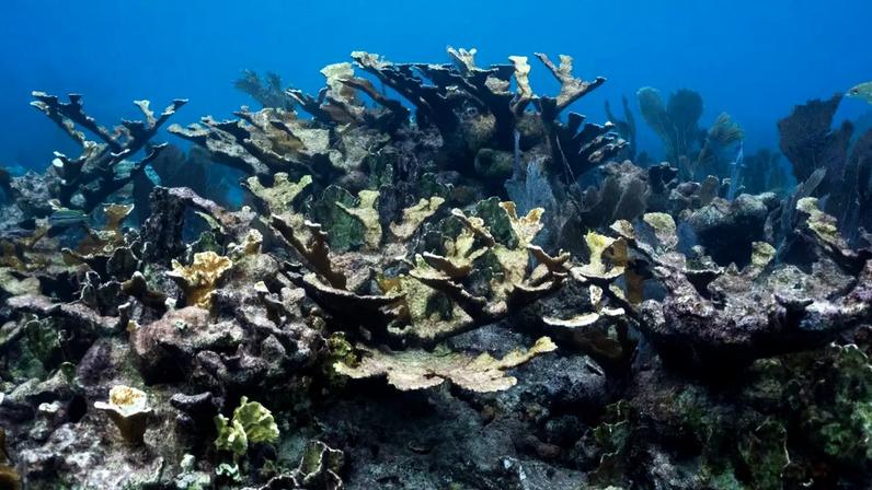 Coral embranquecido pelo aquecimento do globo em Key West, nos Estados Unidos
