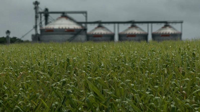 Campo de milho pronto para a colheita diante de um silo nas proximidades de Luís Eduardo Magalhães, no estado da Bahia, Brasil, na quinta-feira, 5 de março de 2026
